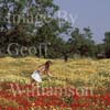 Picking poppies in SE Mallorca.