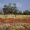 GW01780 = Poppies in South East Mallorca, Baleares, Spain. 1996. Model Release. 